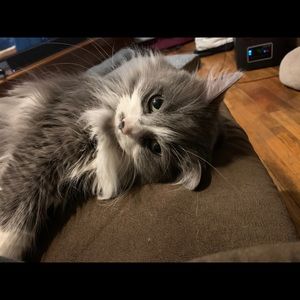 Meet your Posher, Marjorie